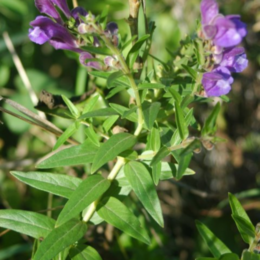 Skullcap Seeds