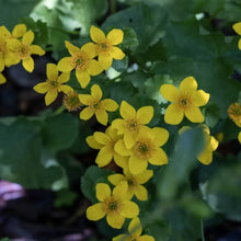Marsh Marigold Flower Seeds