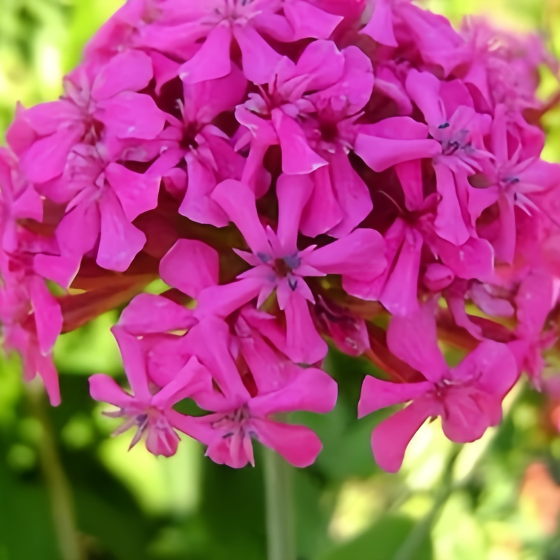 Nodding Catchfly Seeds - Red