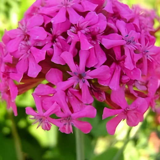 Nodding Catchfly Seeds - Red