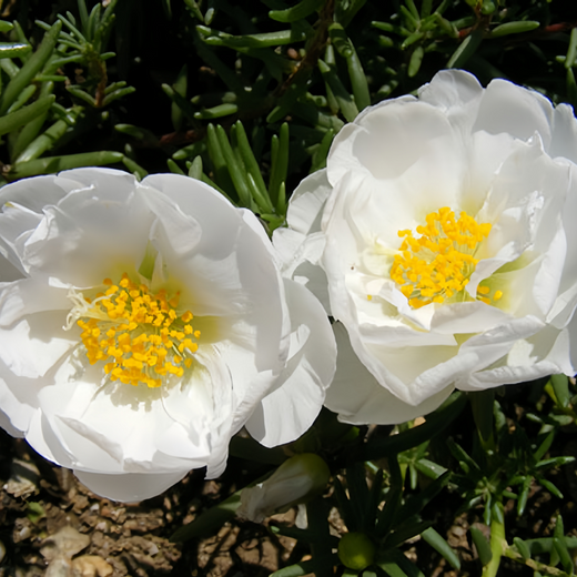 Moss Rose Seeds - White