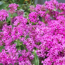Catchfly Seeds - Purplish Red