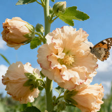 Hollyhock Apricot Seeds