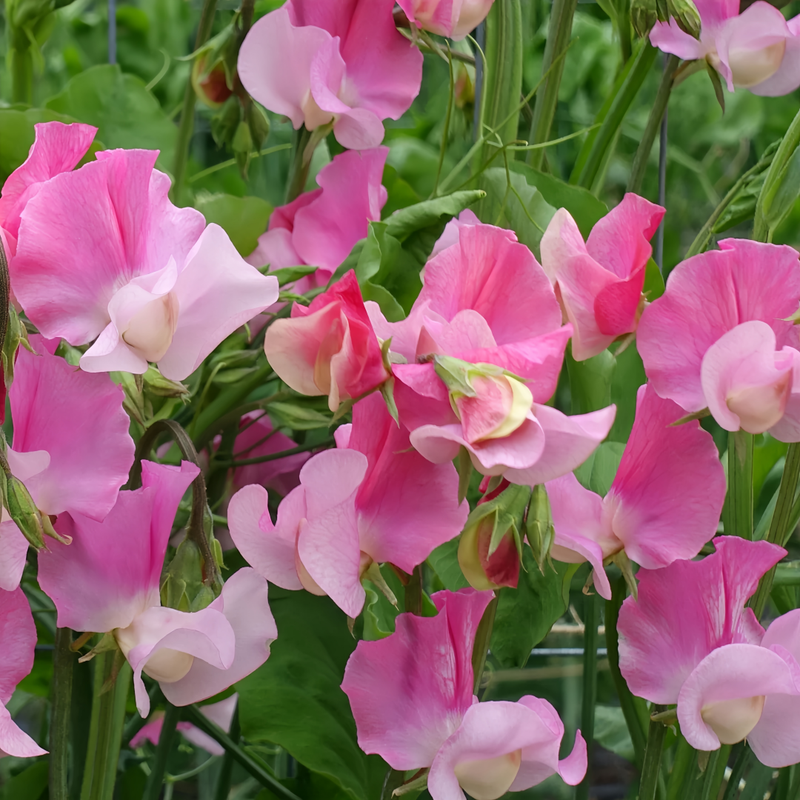 Pink Sweet Pea Seeds