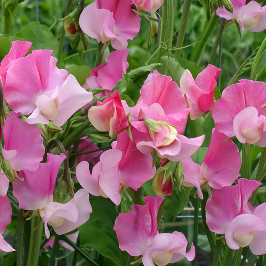 Pink Sweet Pea Seeds