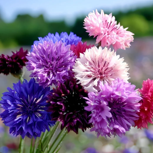 Cornflower Seeds - Double Mix