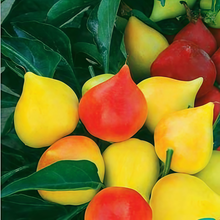 Peach Ornamental Pepper Seeds