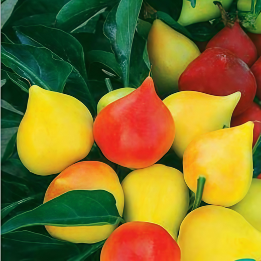 Peach Ornamental Pepper Seeds