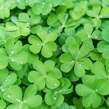 Clover Seeds