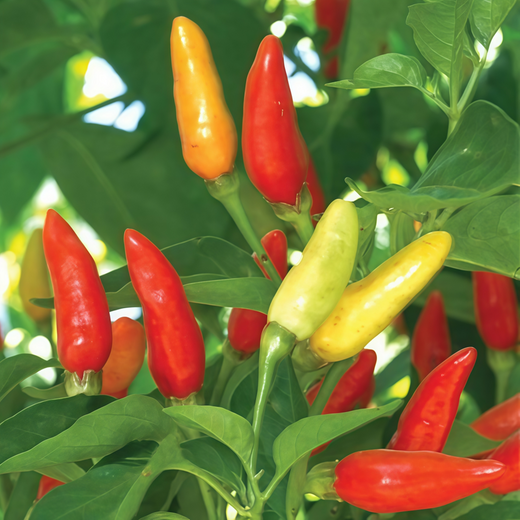 Conoides Ornamental Pepper Seeds - Yellow to Red