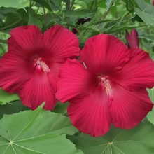 Dark Rose Red Flowering Okra Seeds
