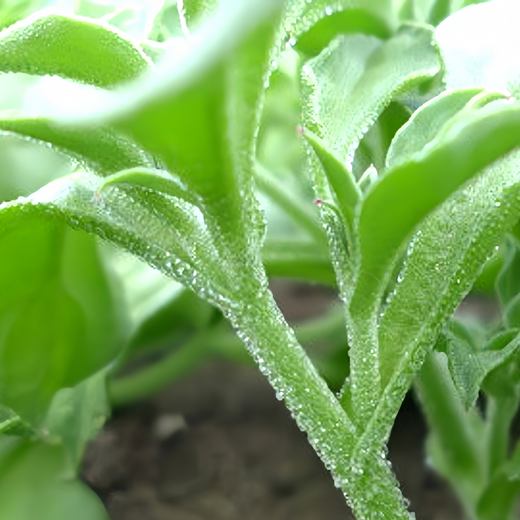 Crystal Ice Plant Edible Seeds