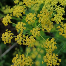 Dill Seeds