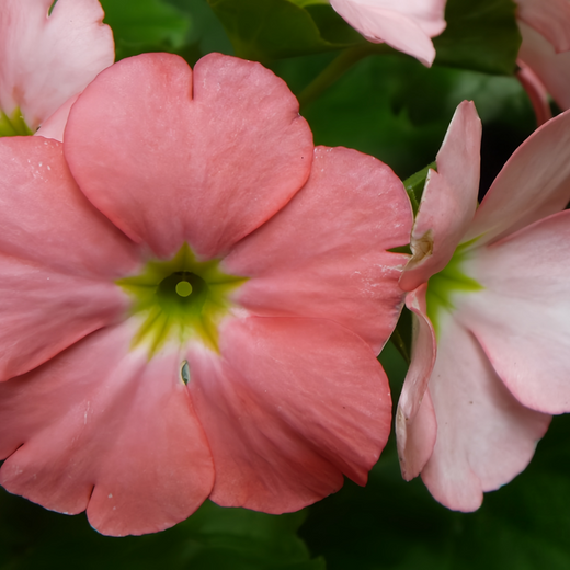 Red Petunia Seeds