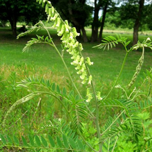 Sophora Flavescens Seeds