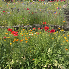 Seasonal Wildflower Mix