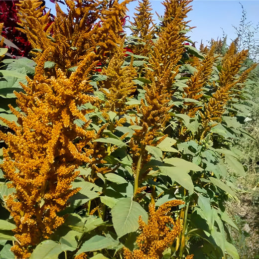 Green Yellow Love Lies Bleeding Amaranth Seeds