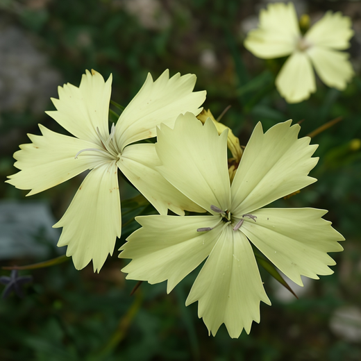 Yellow Dianthus Seeds