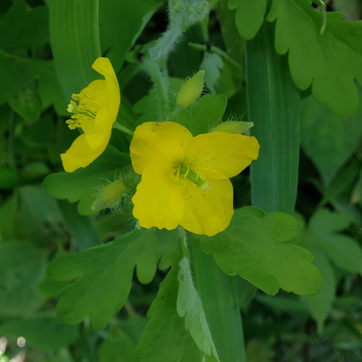 Greater Celandine Seeds