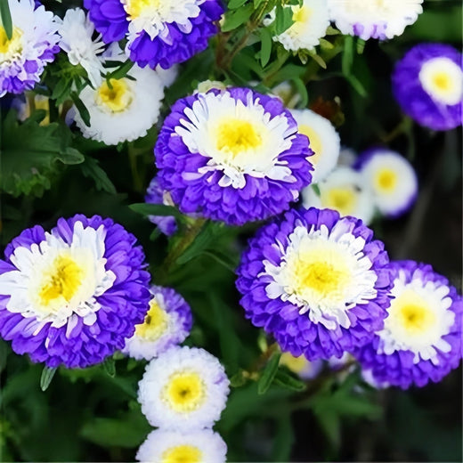 China Aster Seeds - Filament Mix