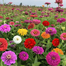 Pink Zinnia Seeds