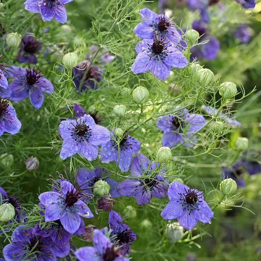 Blue Love in Seeds