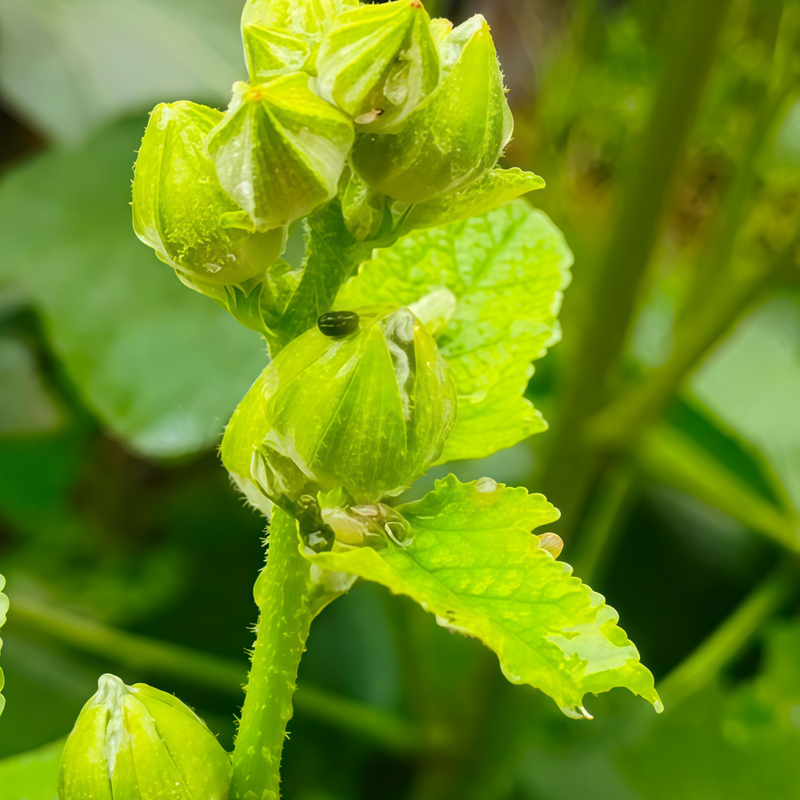 Hollyhock Seeds