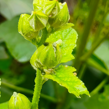 Hollyhock Seeds