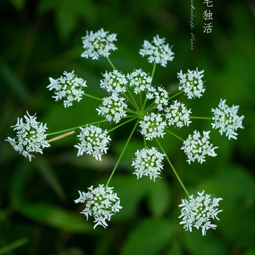 Heracleum Hemsleyanum Seeds