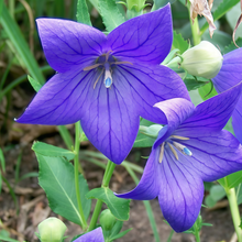 Balloon Flower Seeds - Blue