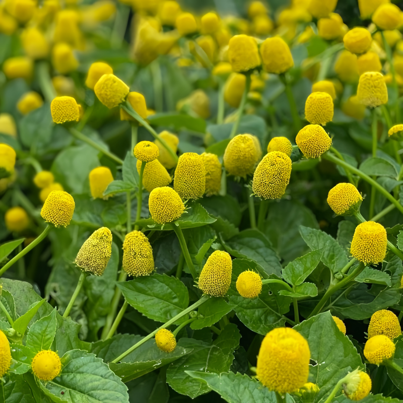 Yellow Toothache Seeds