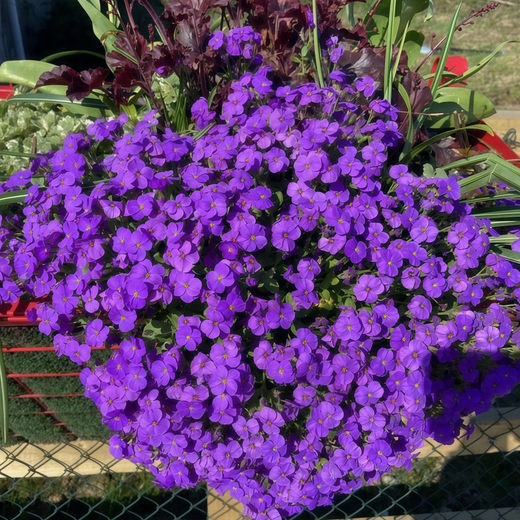 Blue Viola Seeds
