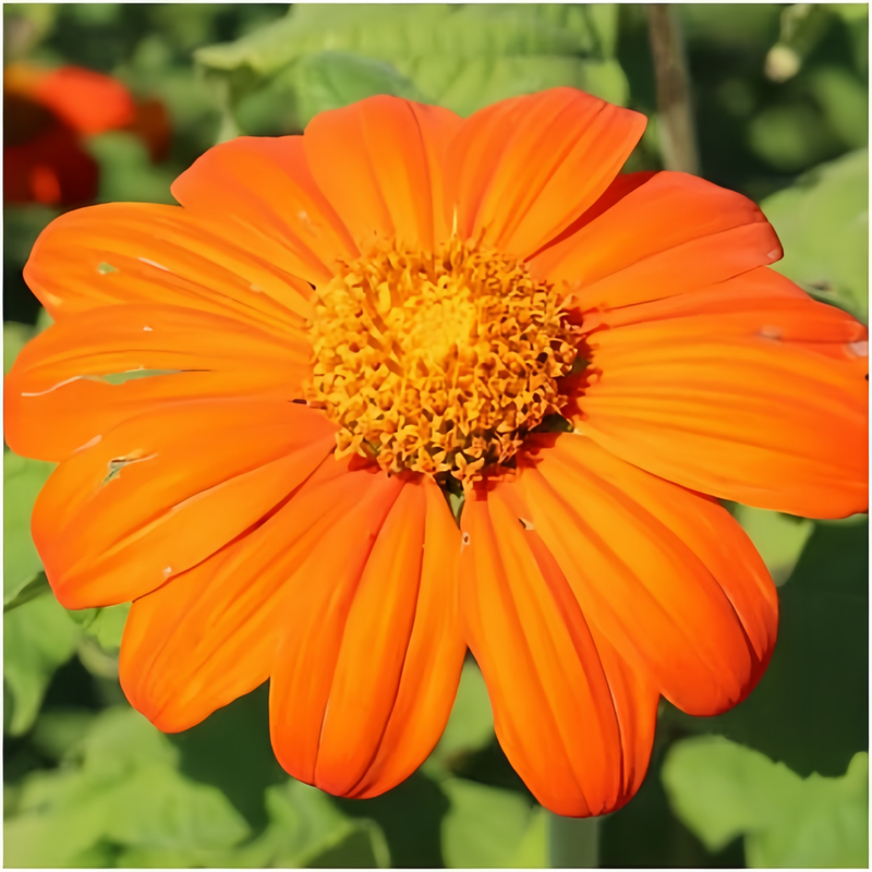 Orange Zinnia Seeds