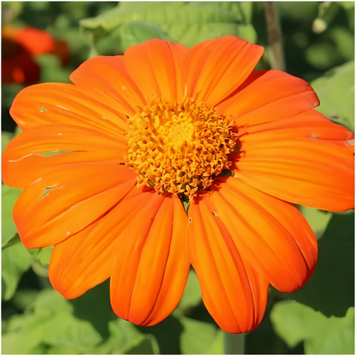 Orange Zinnia Seeds