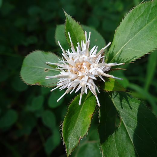 Black Atractylodes Seeds