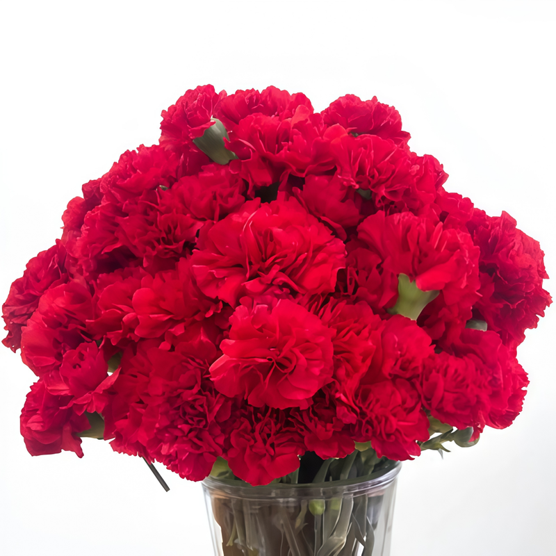 Red Dianthus Seeds