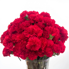 Red Dianthus Seeds