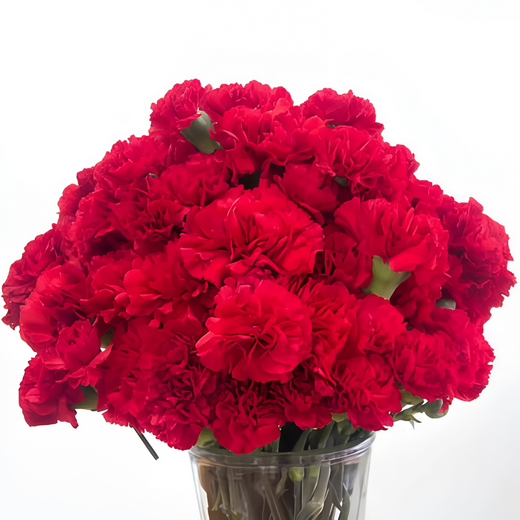 Red Dianthus Seeds