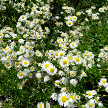 German Chamomile Seeds - White