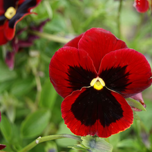 Pansy Seeds Reddish Brown Spots Big Flower