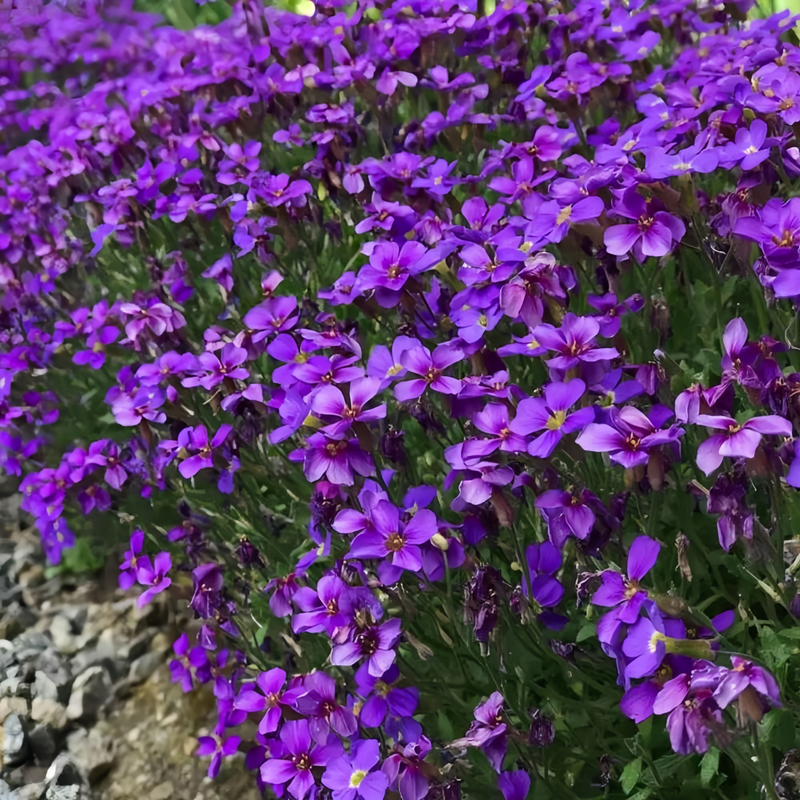 Cerastium Seeds - Purple