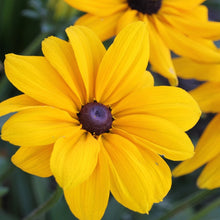 Black Eyed Susan Seeds