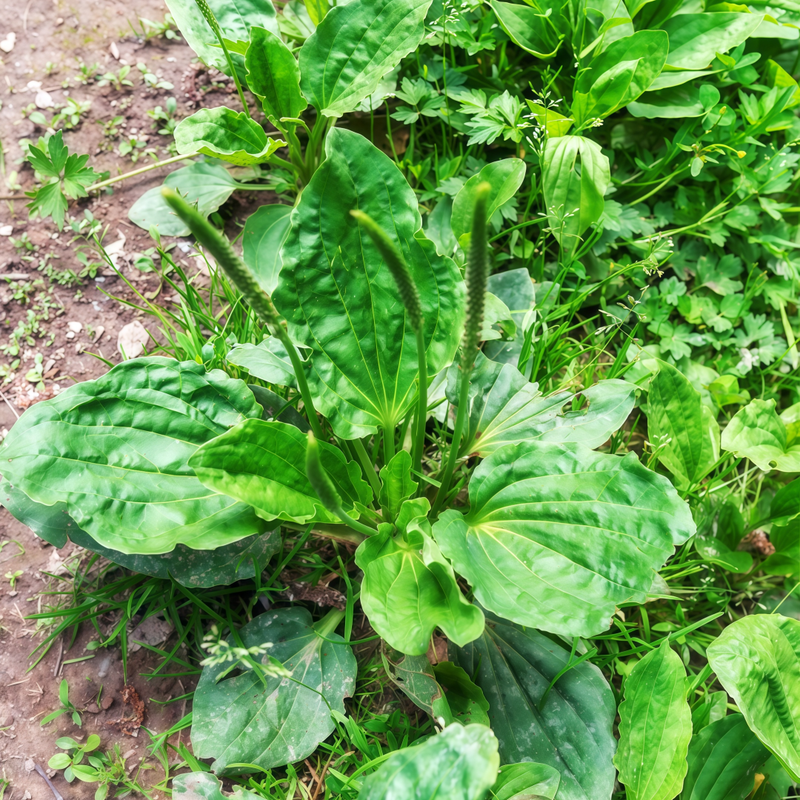 Plantago Asiatica Seeds up to 50% Large Pack · 2500-12500 Seeds