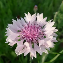 Cornflower Seeds - Pink Red