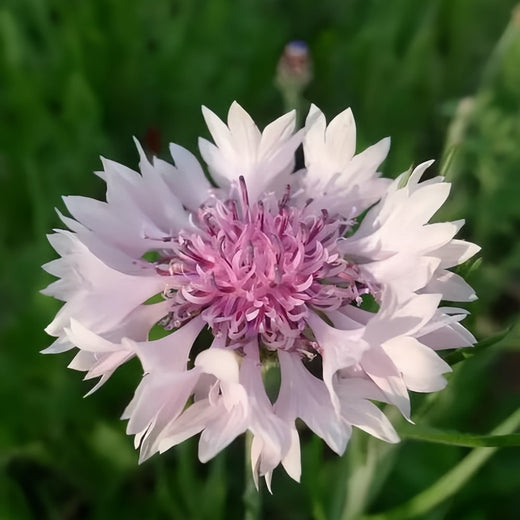 Cornflower Seeds - Pink Red
