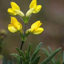 Thermopsis Seeds - Yellow