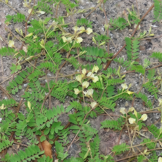Astragalus Seeds