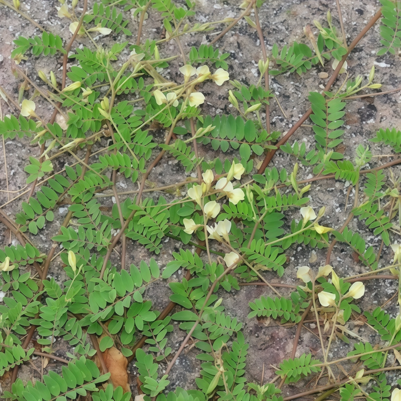 Astragalus Complanatus R Seeds - Larger Packet High Germination 450-2200 Onsaleseeds