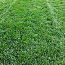 Athena Grass Seed