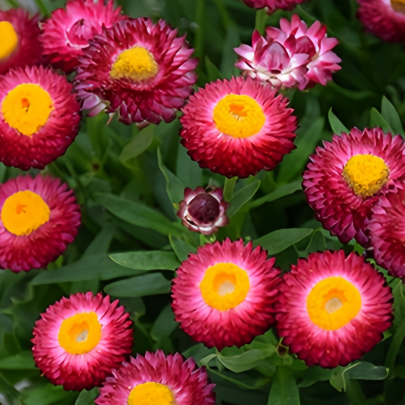 Strawflower Seeds - Purplish Red